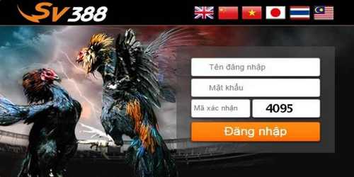 Cách thức tham gia chơi trường gà casino